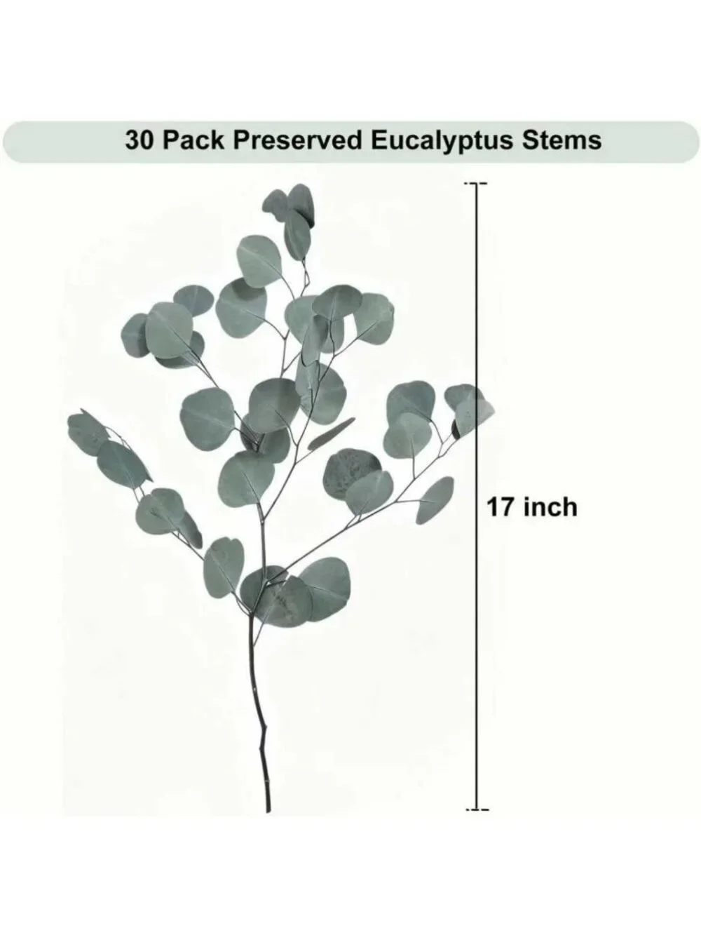 30 Pcs Dried Eucalyptus Stems 17